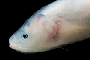 Eels Prints: Cusk Eel (Luciobrotula corethromycter)