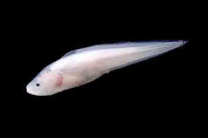 Eels Prints: Cusk Eel (Luciobrotula corethromycter)