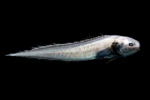 Eels Prints: Cusk Eel (Monomitopus agassizii)