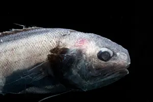 Eels Prints: Cusk Eel (Monomitopus agassizii)