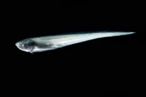 Cusk Eel (Penopus microphthalmus)
