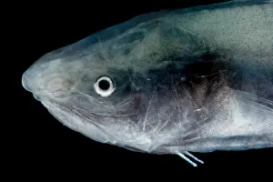 Eels Prints: Cusk Eel (Penopus microphthalmus)