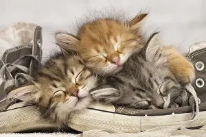 Studio Prints: Three Cute and Cozy Kittens Asleep On Sneakers, Sleeping Cats, Nostalgia
