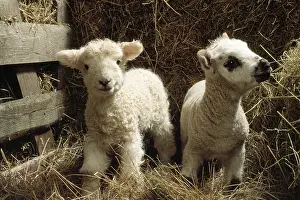 Immature Prints: Two Cute Fuzzy Lambs in a Barn