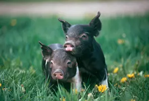 Horizontal Prints: Two Cute Hampshire Piglet Friends in a Grass Field with Flowers