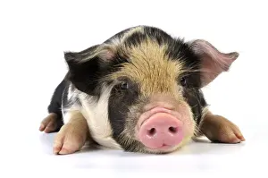 Studio Prints: Cute Kunekune Piglet Lying Down