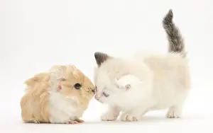 Specie Prints: Cute Ragdoll-cross Kitten And Baby Guinea Pig Friends