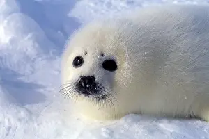 : Cute, White Baby Harp Seal Pup on the Ice