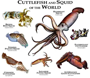 Flying Prints: Cuttlefish of the World