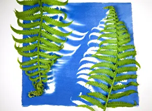Mixed Science Images Prints: Cyanotype Print, Fern