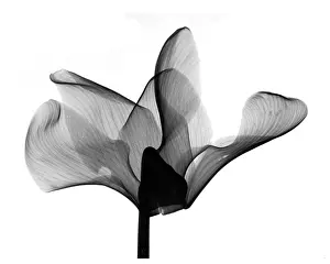 Xrays Prints: Cyclamen Flower X-ray