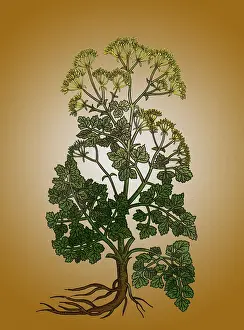 Parsley Prints: Cymopterus Lemmonii, Mountain Parsley