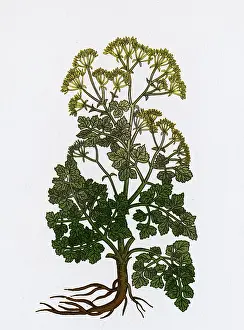 Parsley Prints: Cymopterus Lemmonii, Mountain Parsley