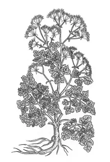 Parsley Prints: Cymopterus Lemmonii, Mountain Parsley