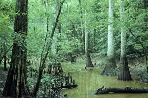 Nature Prints: Cypress Swamp