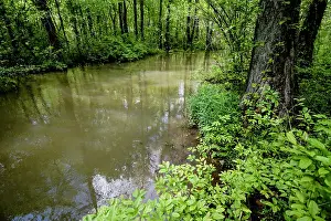 Cypress-Tupelo swamp in northeastern Alabama