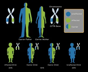 Mutation Prints: Cystic fibrosis disease CFTR genetic mutation Inheritance pattern diagram of parents and children