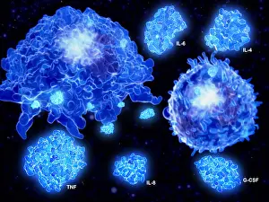 Many Science & Medical Prints: Cytokine Storm