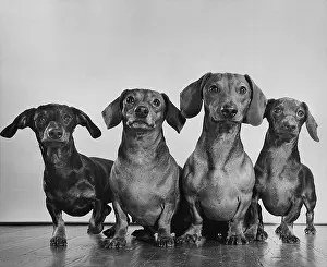 Expression Prints: Dachsunds