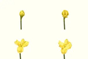 Nature, History, Science Prints: Daffodil blooming sequence