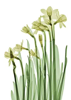 Flowering Prints: Daffodil Flower, X-ray