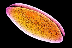 Daffodil Prints: Daffodil Pollen Grains