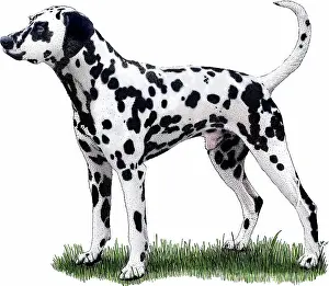 Field Prints: Dalmatian Dog
