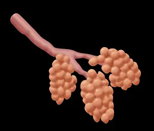 Smoke Prints: Damaged Alveoli