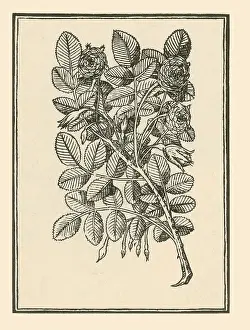Garden Prints: Damask Rose