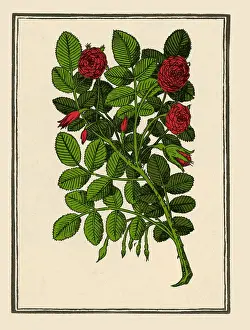 Garden Prints: Damask Rose