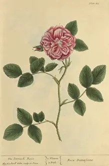Rose Prints: Damask Rose, Medicinal Plant, 1737