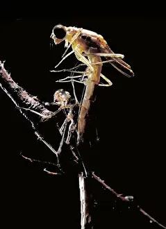 Shells Prints: Damselfly & Exoskeleton