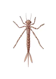 Stage Prints: Damselfly Nymph