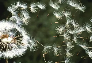 Blooming Prints: Dandelion