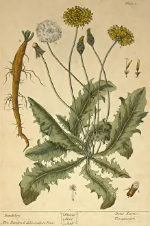 Plantae Prints: Dandelion, Medicinal Plant, 1737