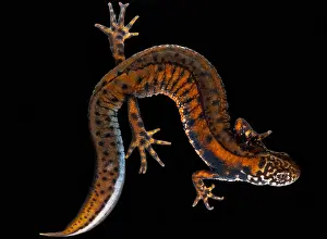 Europe Prints: Danube Crested Newt