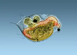 Flea Prints: Daphnia under a microscope