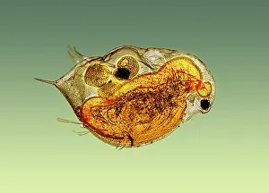 Flea Prints: Daphnia under a microscope