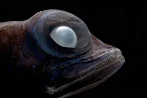 Dark Searsid (Mentodus facilis)