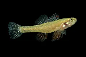 Arkansas Prints: Least Darter (Etheostoma microperca)