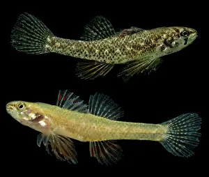 Fish Prints: Least Darter (Etheostoma microperca)