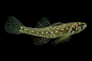 Arkansas Prints: Least Darter (Etheostoma microperca)