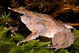Reflecting Prints: Darwin's Frog