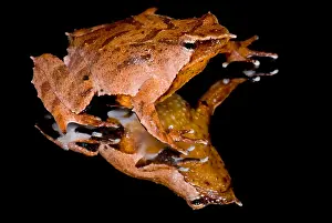 Reflecting Prints: Darwin's Frog