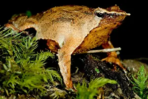 Reflecting Prints: Darwin's Frog