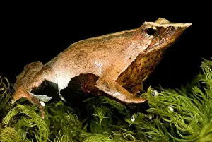 Sacs Prints: Darwin's Frog