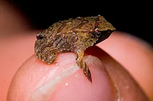 Sacs Prints: Darwin's Frog