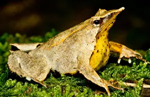 Sacs Prints: Darwin's Frog