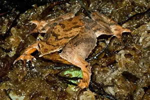 Sacs Prints: Darwin's Frog
