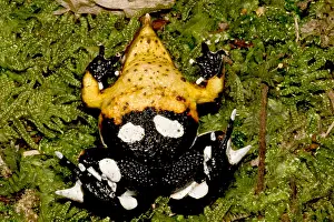 Sacs Prints: Darwin's Frog